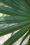 Cabbage palmetto